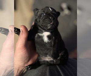 Faux Frenchbo Bulldog Puppy for sale in HINSDALE, NH, USA