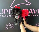 Small #6 Shih Tzu