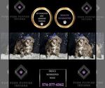 Puppy Prince Morkie