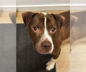 Bluebeard - Male Mutt Dog for Adoption - Photo #6