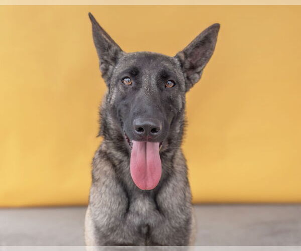 Medium Photo #4  Puppy For Sale in , 