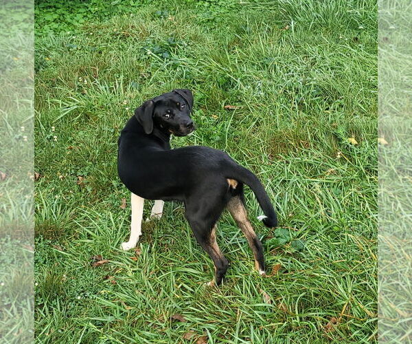 Medium Photo #3 Mutt Puppy For Sale in FAIRLAWN, OH, USA