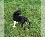 Small #2 Mutt