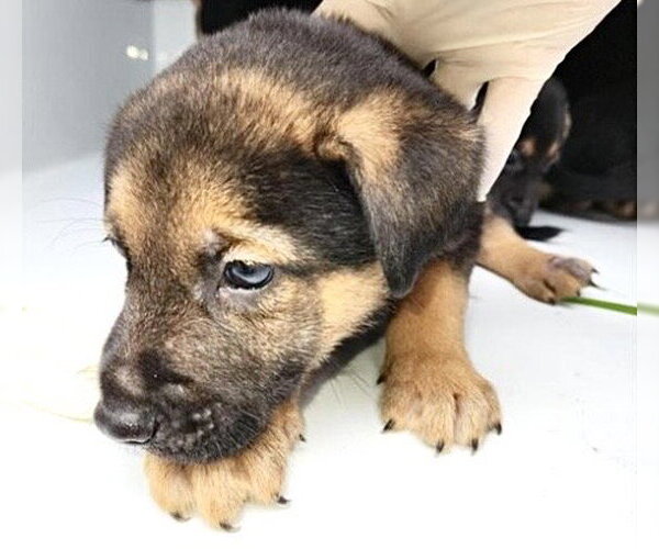 Medium Photo #1 German Shepherd Dog-Unknown Mix Puppy For Sale in Houston, TX, USA