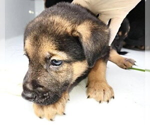 German Shepherd Dog-Unknown Mix Dogs for adoption in Houston, TX, USA