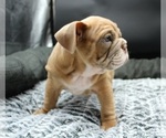 Small #8 Bulldog