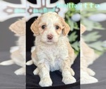 Small #2 Australian Labradoodle