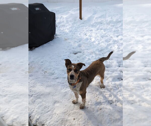 Medium Photo #10 Collie-German Shepherd Dog Mix Puppy For Sale in East Derry, NH, USA