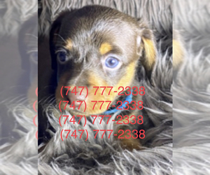 Dachshund Puppy for sale in SANTA CLARITA, CA, USA