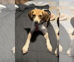 Small #2 Beagle Mix