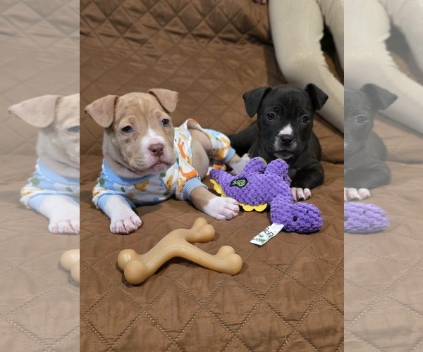 Medium Photo #11 Mutt Puppy For Sale in Derwood, MD, USA