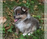 Small Photo #2 Shiranian Puppy For Sale in DINWIDDIE, VA, USA