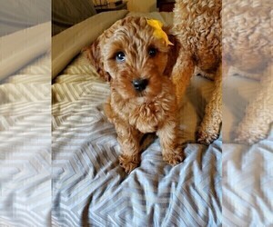 Goldendoodle (Miniature) Puppy for Sale in JENKS, Oklahoma USA