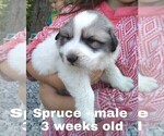 Small Photo #20 Great Pyrenees Puppy For Sale in HILLSVILLE, VA, USA