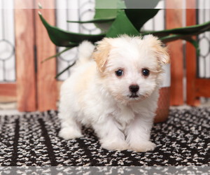 Havanese Puppy for Sale in NAPLES, Florida USA