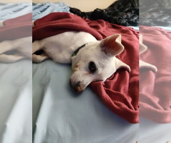 Medium Photo #3 Mutt Puppy For Sale in Candler, NC, USA