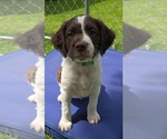 Puppy Green male Brittany