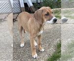 Small #10 Mutt