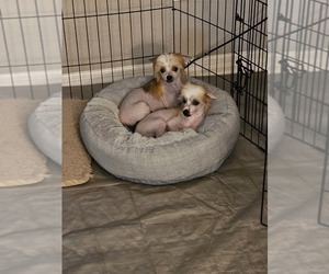 Chinese Crested Puppy for sale in LAKELAND, FL, USA