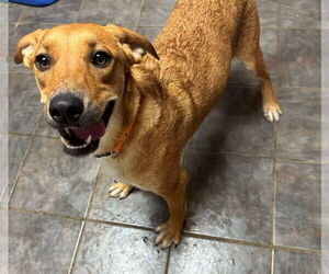 Labrador Retriever-Unknown Mix Dogs for adoption in Germantown, OH, USA