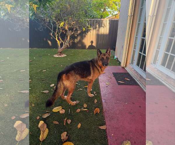 Medium Photo #2 German Shepherd Dog Puppy For Sale in Plantation, FL, USA