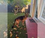 Small #1 German Shepherd Dog