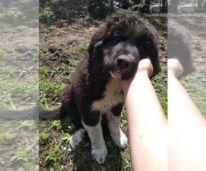 Newfoundland-Saint Bernard Mix Puppy for sale in COLVILLE, WA, USA