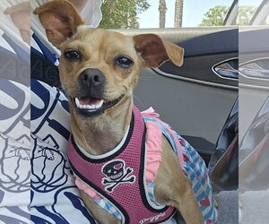 Chug Dogs for adoption in Visalia, CA, USA