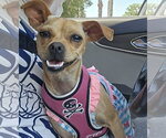 Small Photo #1 Chug Puppy For Sale in Visalia, CA, USA