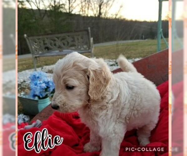 Medium Photo #2 Goldendoodle Puppy For Sale in MOUNT VERNON, KY, USA