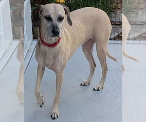 Medium Black Mouth Cur Mix