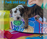 Small #4 English Bulldog