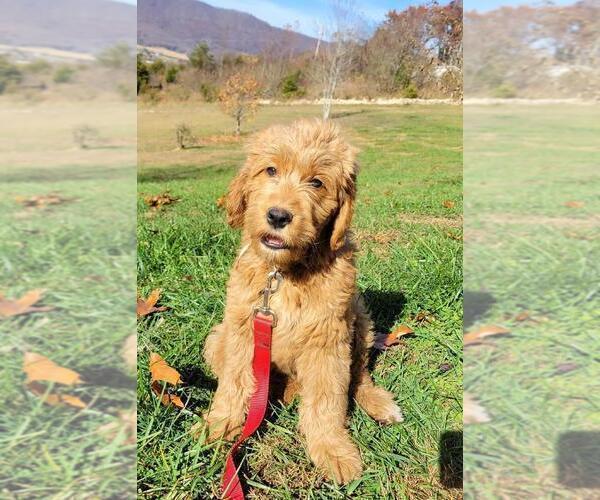 Medium Photo #5 Goldendoodle Puppy For Sale in LA FOLLETTE, TN, USA