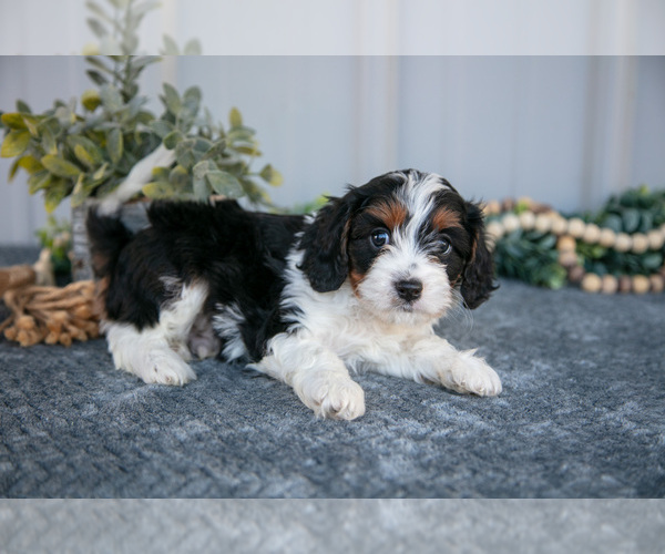 Medium Photo #3 Cavapoo Puppy For Sale in WOLCOTTVILLE, IN, USA
