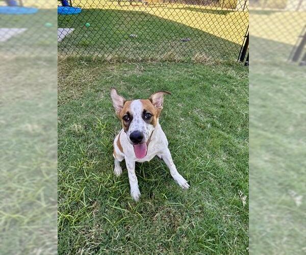 Medium Photo #1 Mutt Puppy For Sale in Temple, TX, USA