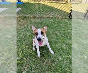 Mutt Dogs for adoption in Temple, TX, USA