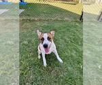 JAKE SULLEY - Male Mutt Dog for Adoption - Small photo