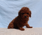 Lady - Male Poodle (Toy) Puppy for Sale - Photo #3