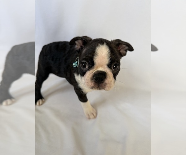 Medium Photo #11 Boston Terrier Puppy For Sale in MORENO VALLEY, CA, USA