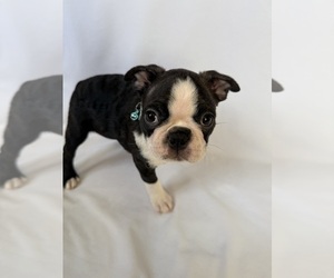 Medium Boston Terrier