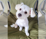 Small #1 Maltese Mix