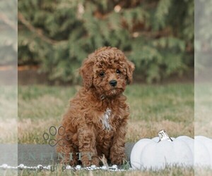 Poodle (Miniature) Puppy for sale in HONEY BROOK, PA, USA