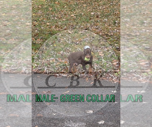 Medium Photo #1 Doberman Pinscher Puppy For Sale in LAFAYETTE, TN, USA