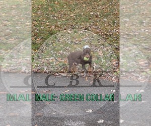 Doberman Pinscher Puppy for Sale in LAFAYETTE, Tennessee USA