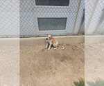 Small Mutt