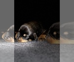 Small Photo #11 Rottweiler Puppy For Sale in PORTLAND, OR, USA
