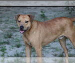 Small #1 Labrador Retriever Mix