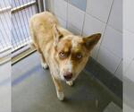 Small Siberian Husky Mix