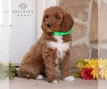 Small Photo #4 Goldendoodle Puppy For Sale in GORDONVILLE, PA, USA