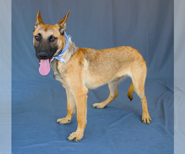 Medium Photo #2 German Shepherd Dog-Unknown Mix Puppy For Sale in Pasadena, CA, USA